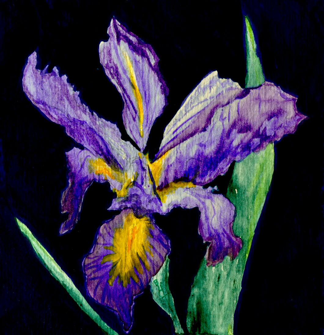 Mountain Iris